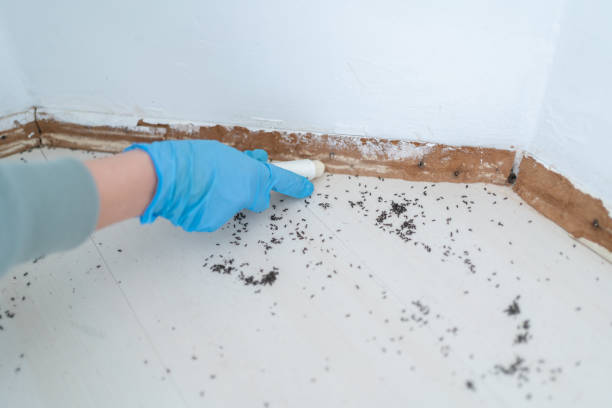 Trusted Sanger, TX Pest Control Experts